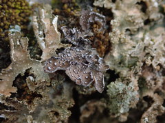 Pseudocyphellaria intricata
