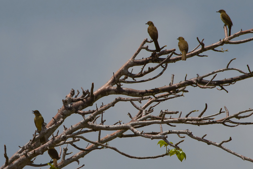 iNaturalist image