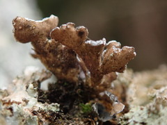Pseudocyphellaria intricata