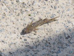 Pimelodus maculatus