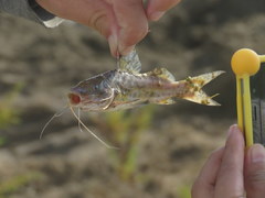 Pimelodus maculatus