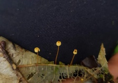 Mycena oregonensis