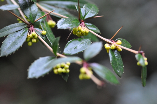 Berberis julianae iNat (1)
