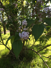 Syringa