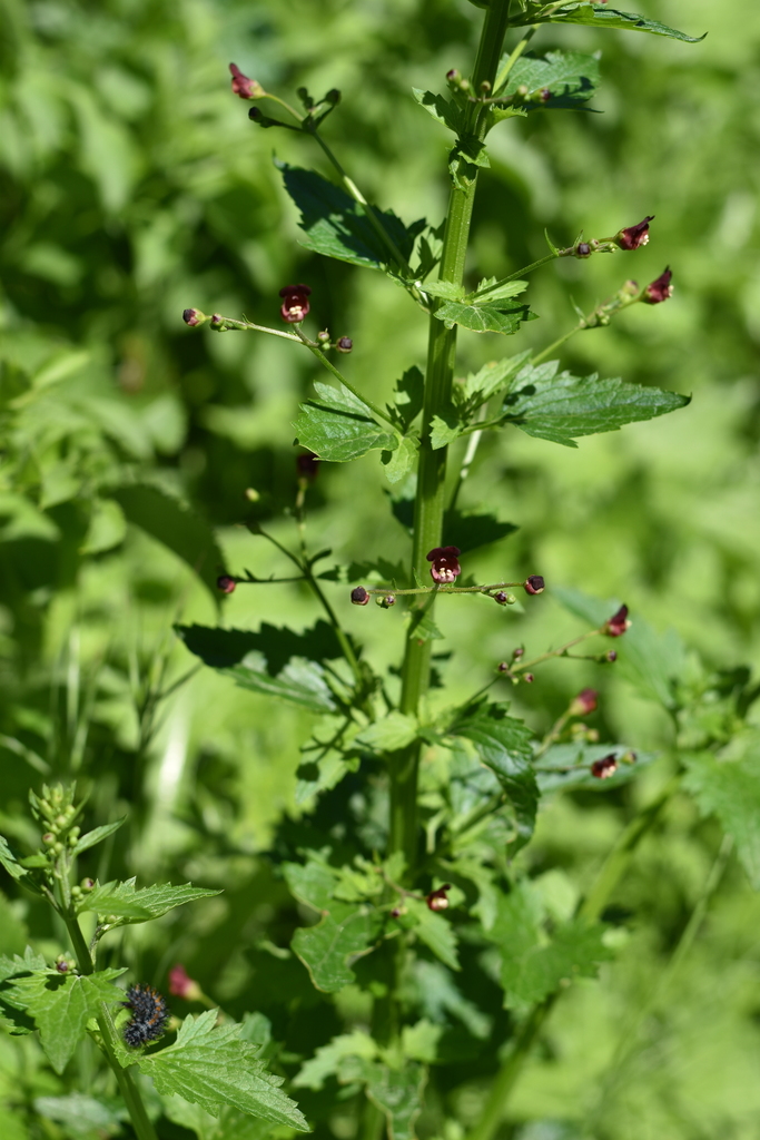Scrophularia nodosa — a medium houseplant, prefers full sun light