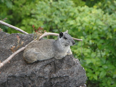 Climbing Cavy photo 3