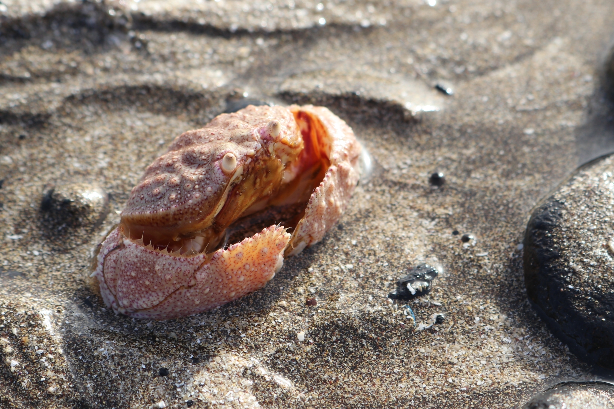 Cryptosoma cristatum
