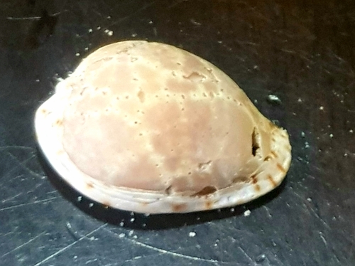Cypraea lamarckii observed 2024-01-27