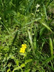Myosotis macrosperma