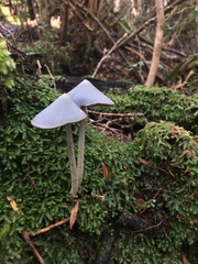 Entoloma canoconicum