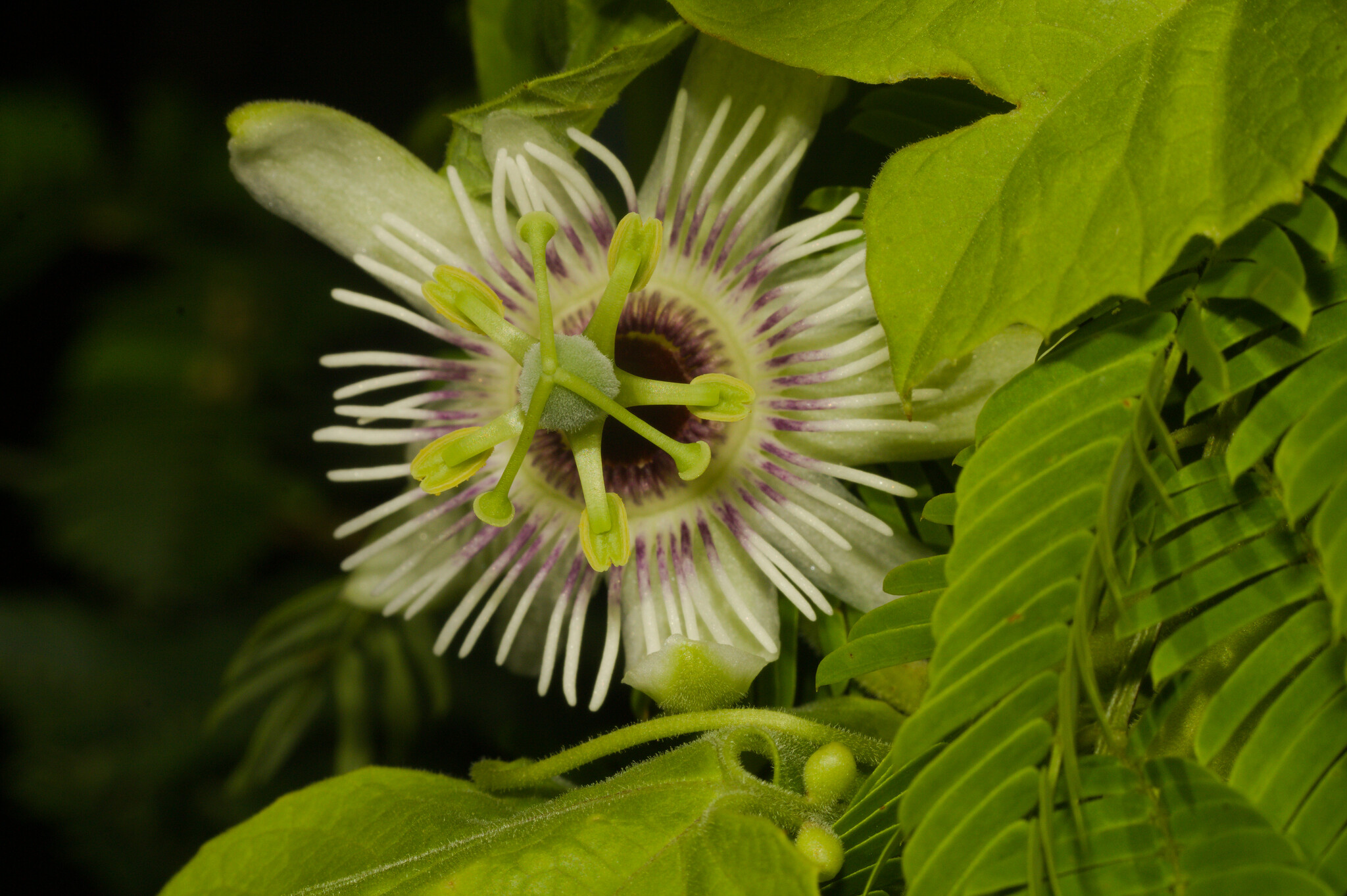 Passiflora morifolia