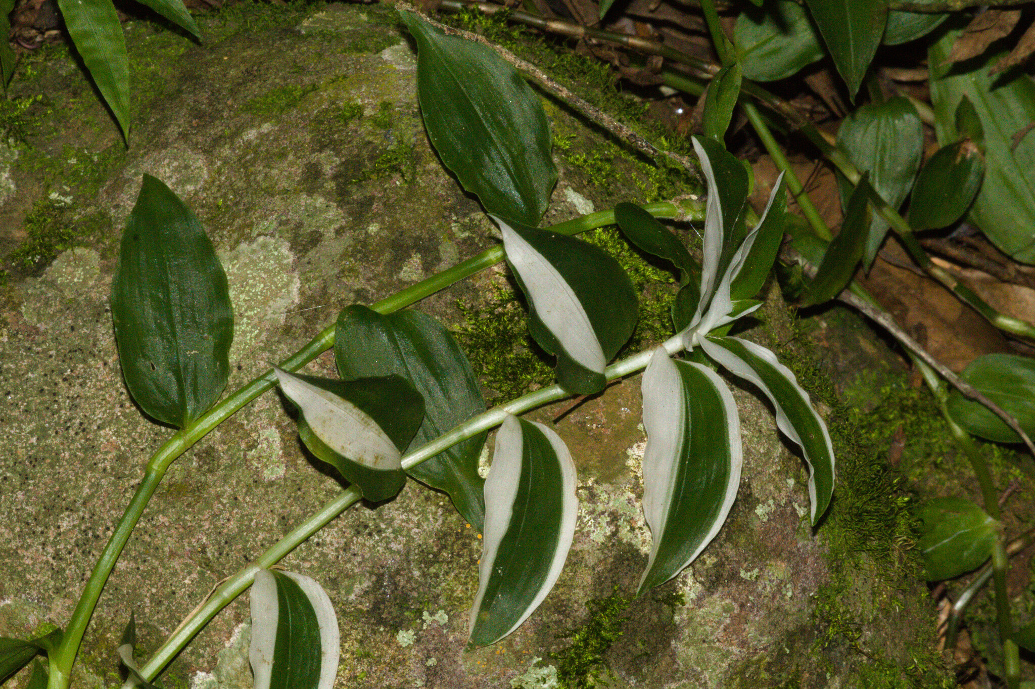 Tradescantia fluminensis