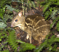Yellow-Striped Chevrotain photo 2