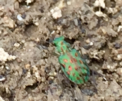 Elaphrus viridis