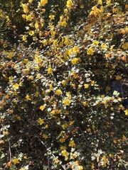 Fremontodendron