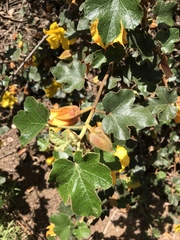 Fremontodendron