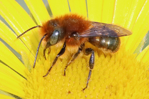 Osmia latreillei