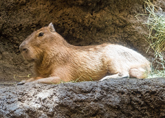Lesser Capybara photo 3