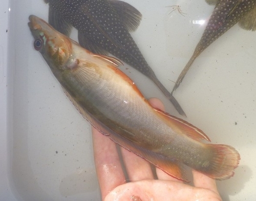 Manyspine pike cichlid (Crenicichla multispinosa) — Cichlidae — 3