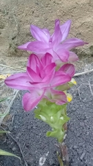 Curcuma