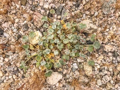 Eriogonum trichopes