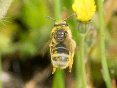 Lasioglossum titusi