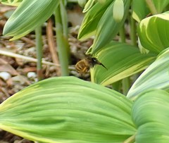 Anthophora villosula