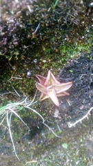 Pinguicula calyptrata
