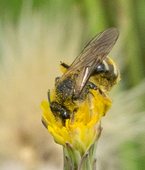 Lasioglossum titusi