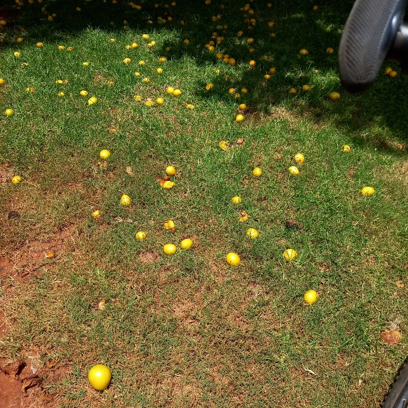Imagem de Mafurreira