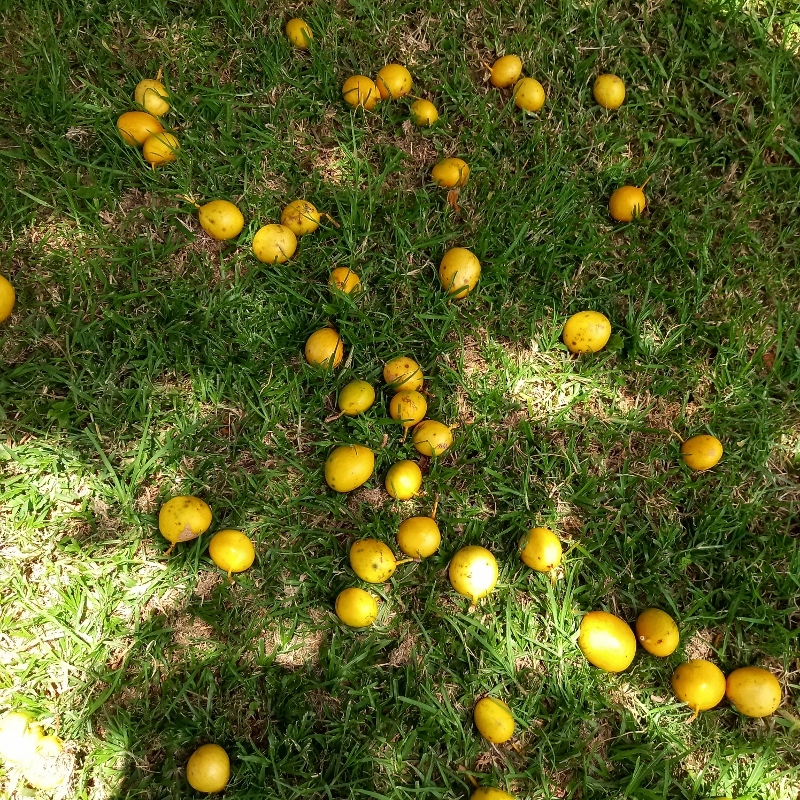 Imagem de Mafurreira