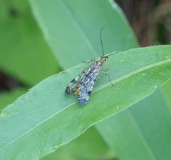 Panorpa submaculosa