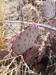 Opuntia azurea diplopurpurea