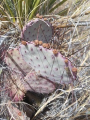 Opuntia azurea diplopurpurea