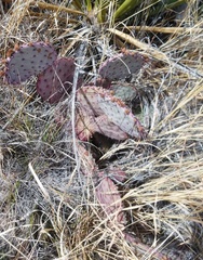 Opuntia azurea diplopurpurea