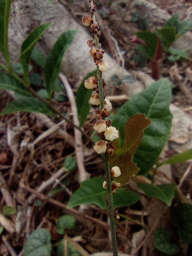 Leptaspis banksii, photograph 5