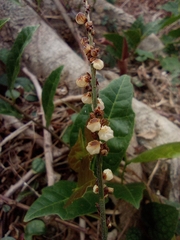 Leptaspis banksii, photograph (c) jimmy, some rights reserved (CC BY)