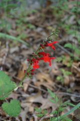 Salvia roemeriana