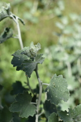 Malacothamnus fremontii