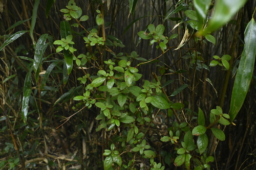 Image of Rhododendron oldhamii by (c) 曾昱承 Yu-Cheng Zeng, some rights reserved (CC BY)
