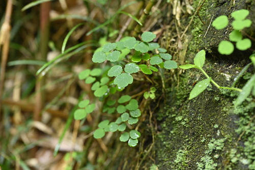 Image of Thalictrum urbainii by (c) 曾昱承 Yu-Cheng Zeng, some rights reserved (CC BY)