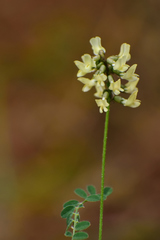 Astragalus guatemalensis