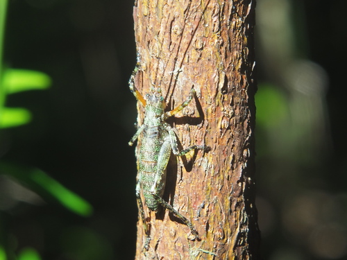 Xerophyllopteryx fumosa