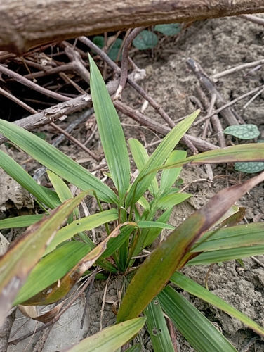 Leptaspis banksii, photograph 4
