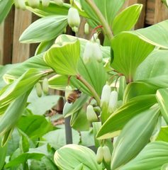 Anthophora villosula