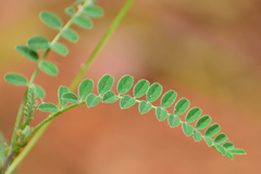 Astragalus guatemalensis
