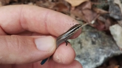 Plestiodon tetragrammus
