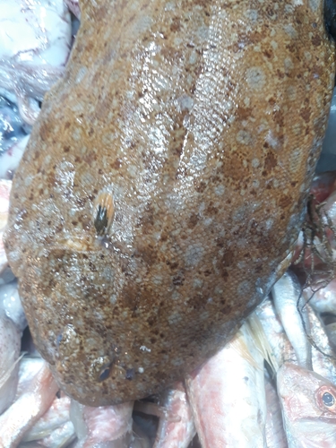 Klein’s sole balığı
