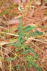 Astragalus guatemalensis