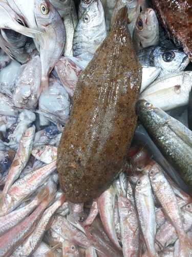 Klein's sole (Synapturichthys kleinii) — Soleidae — 3